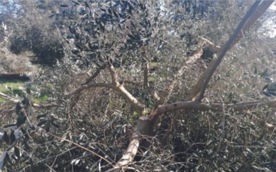 Cataluña podría reducir un 50% su producción de aceite de oliva