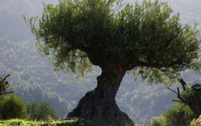 La CE publica una lista de posibles regímenes ecológicos