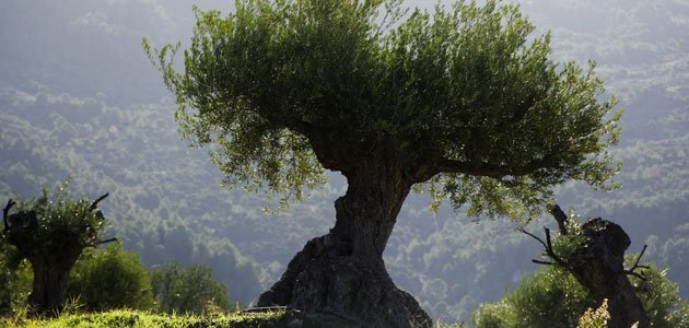 La CE publica una lista de posibles regímenes ecológicos