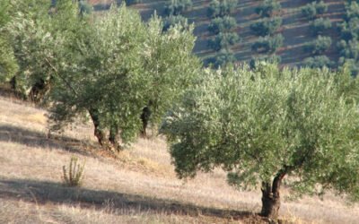 Andalucía gestionará más de 103 millones en ayudas para potenciar la sostenibilidad y conservar la biodiversidad