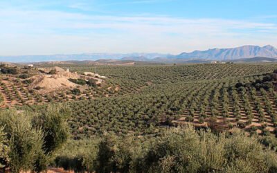 Una tesis propone una solución innovadora para conocer la evolución de plantaciones de olivar