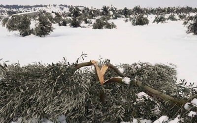 El olivar, entre los cultivos más dañados por el temporal de nieve