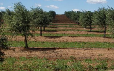 La producción de aceituna en Portugal desciende un 25% esta campaña