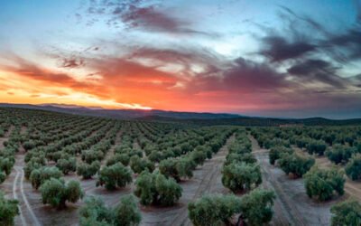 La Diputación de Jaén entrega a la Junta el expediente de Paisaje del Olivar para su remisión al Consejo de Patrimonio Histórico