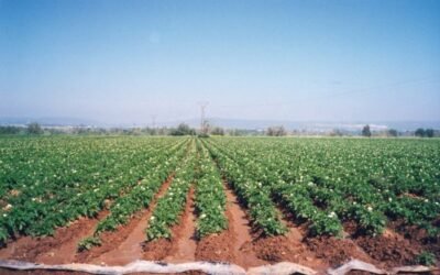 Campaña 2021 de la patata: FEPEX prevé significativos descensos en las superficies de cultivo