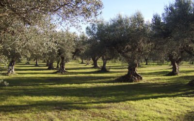 La búsqueda de la mejora de la calidad y la visibilidad de los AOVEs mediterráneos