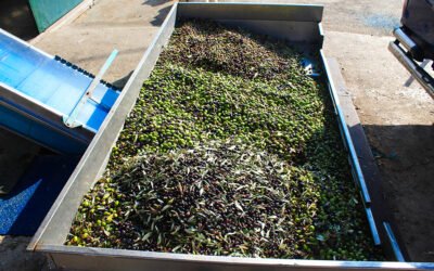 Los residuos húmedos de almazaras pueden ser utilizados para la eliminación de contaminantes emergentes y otros compuestos en los tratamientos de agua