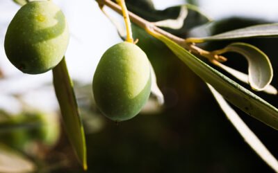 El proyecto Sustainolive amplía el número de socios