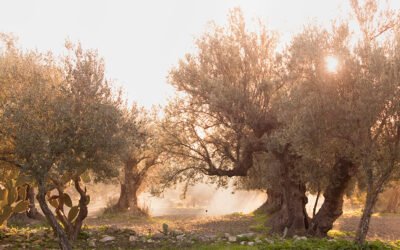 Túnez reduce en un 65% la producción de aceite de oliva durante esta campaña