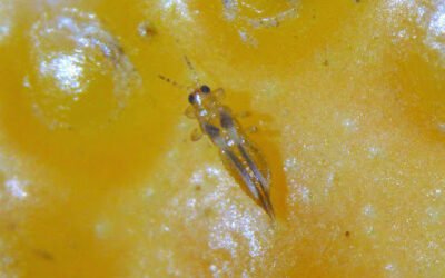 La UNiÓ reclama información sobre la nueva plaga foránea detectada en cítricos de Huelva