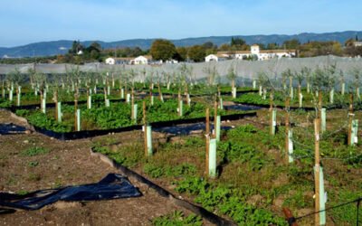 El Ifapa obtiene tres nuevas variedades de olivo más resistentes a la verticilosis