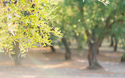 El manejo integrado de enfermedades salva al olivar de la verticilosis
