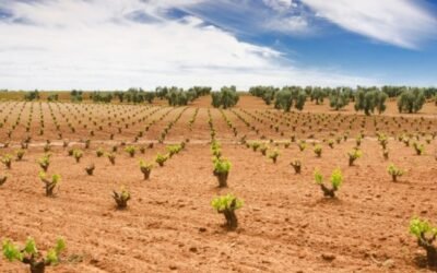 Cava: Extremadura pedirá al TS que se declaren nulas las restricciones de plantaciones de viñedo