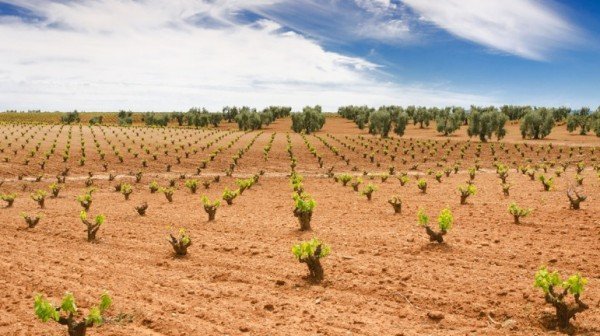 Cava: Extremadura pedirá al TS que se declaren nulas las restricciones de plantaciones de viñedo