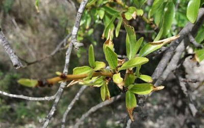 Nuevo laboratorio de referencia para la identificación de la xylella fastidiosa