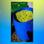 Robos a lo grande: Incautadas 11 toneladas de aceitunas sin trazabilidad cuando se ponían a la venta con datos ficticios o falsos