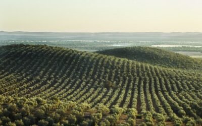 Bruselas suma casi 1,7 Mt de aceite de oliva en la UE hasta final de enero y recorta previsiones en 2020/21