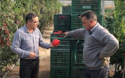 Mejora la coloración y el brillo del pimiento california con Blush, de Ecoculture