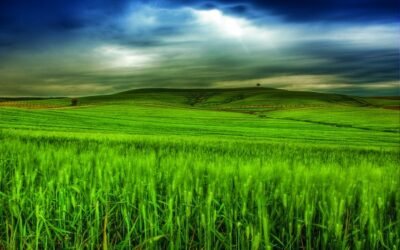 Un estudio de la UWA y Limagrain identifica los genes claves en la obtención de semillas de trigo híbrido