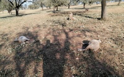 Las OPAS anuncian movilizaciones ante el “desprecio” a los ganaderos frente al lobo por parte del Gobierno