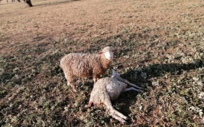 Las OPAs exigen también al Miterd retirar la OM que declara al lobo especie especialmente protegida