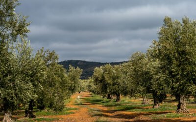 La Opinión de los Agricultores sobre las cubiertas vegetales en el olivar