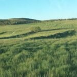 Agricultura de Conservación desde la experiencia: Seminario online de AGRACON