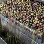 La entrada en vigor del periodo transitorio de la PAC permite la aprobación de la autorregulación del aceite de oliva para fijar precios