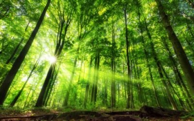 El biometano, clave en el crecimiento de Axpo Iberia