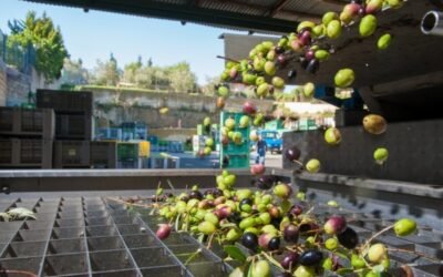 La revisión del aforo andaluz dejaría la producción nacional de aceite de oliva por debajo de 1,4 Mt en 2020/21