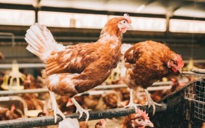 Inedia, el nuevo método de gestión de micotoxinas de Biodevas Laboratoires