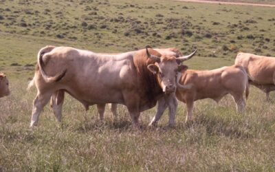 La raza de vacuno Pirenaica organiza su V concurso de fotografía