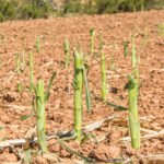 Piden a la clase política y la sociedad que reflexionen para compatibilizar la protección de la fauna salvaje y de la agricultura