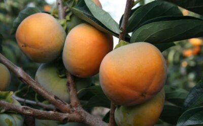 Críticas en el agro valenciano por no ajustar el seguro del caqui a las necesidades del sector