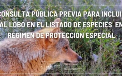 El Miterd abre ahora consulta pública previa hasta el 26-F sobre el proyecto de OM para elevar la protección del lobo