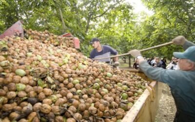 FEPEX denuncia la comercialización de nueces importadas como si fueran de origen nacional