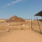 Ribera protege primero al lobo y ahora pide a las CCAA acciones conjuntas para «reducir los daños en la cabaña ganadera»