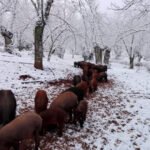 Balance de AEMET: Enero de 2021 ha sido más que Filomena, ya que fue el mes más frío desde 2009 y uno de los más húmedos