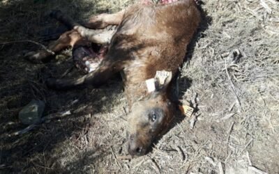 Lobo ibérico: el MITERD propone medidas a favor de los ganaderos en dos ecoesquemas de la nueva PAC