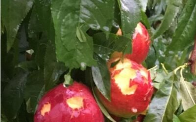 Agroseguro abonó 132,4 M€ por siniestros en frutales el pasado año