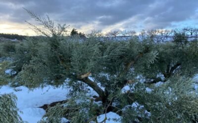 El seguro agrario prevé apenas 73,5 M€ de indemnizaciones por siniestros en el campo en enero