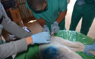 La caudectomia en el ganado ovino, el bienestar animal mal entendido