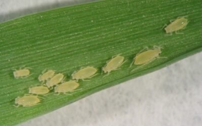 Principales especies, daños y control de pulgones en maíz