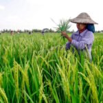 Todo el sector arrocero extremeño reclama que se paralicen las importaciones de arroz de Myanmar a la UE tras el golpe de Estado