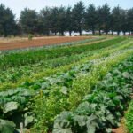 Se alcanza un hito histórico: La “Producción Ecológica” se incluirá en el Catálogo Nacional de Cualificaciones