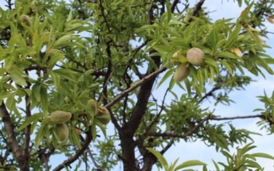 Condena por explotar una variedad vegetal protegida de almendro