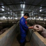 Empleo promueve un Certificado de Profesionalidad de Producción, Reproducción y Cría de Porcino