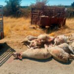 El campo clama contra la protección del lobo: Desde la dimisión de Ribera a «los ganaderos somos los que estamos en peligro de extinción»