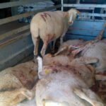 Advertencia: El Consejo Veterinario pronostica cierre de numerosas ganaderías por el lobo y pide reconsiderar su protección