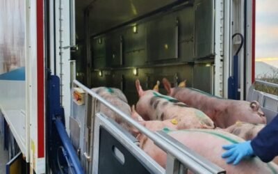 Hendrix Genetics y BHZP prorrogan su pacto en el sector porcino